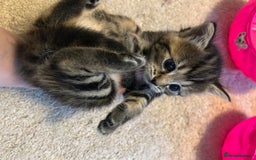 Mixed Breed cats for sale: Adorable tabby girl kitten looking for a home - Image 3