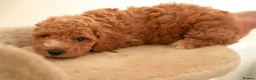 Cockapoo dogs for sale: Gorgeous Cockapoo For Sale  - Advert 6