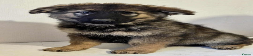 German Shepherd Puppy 7