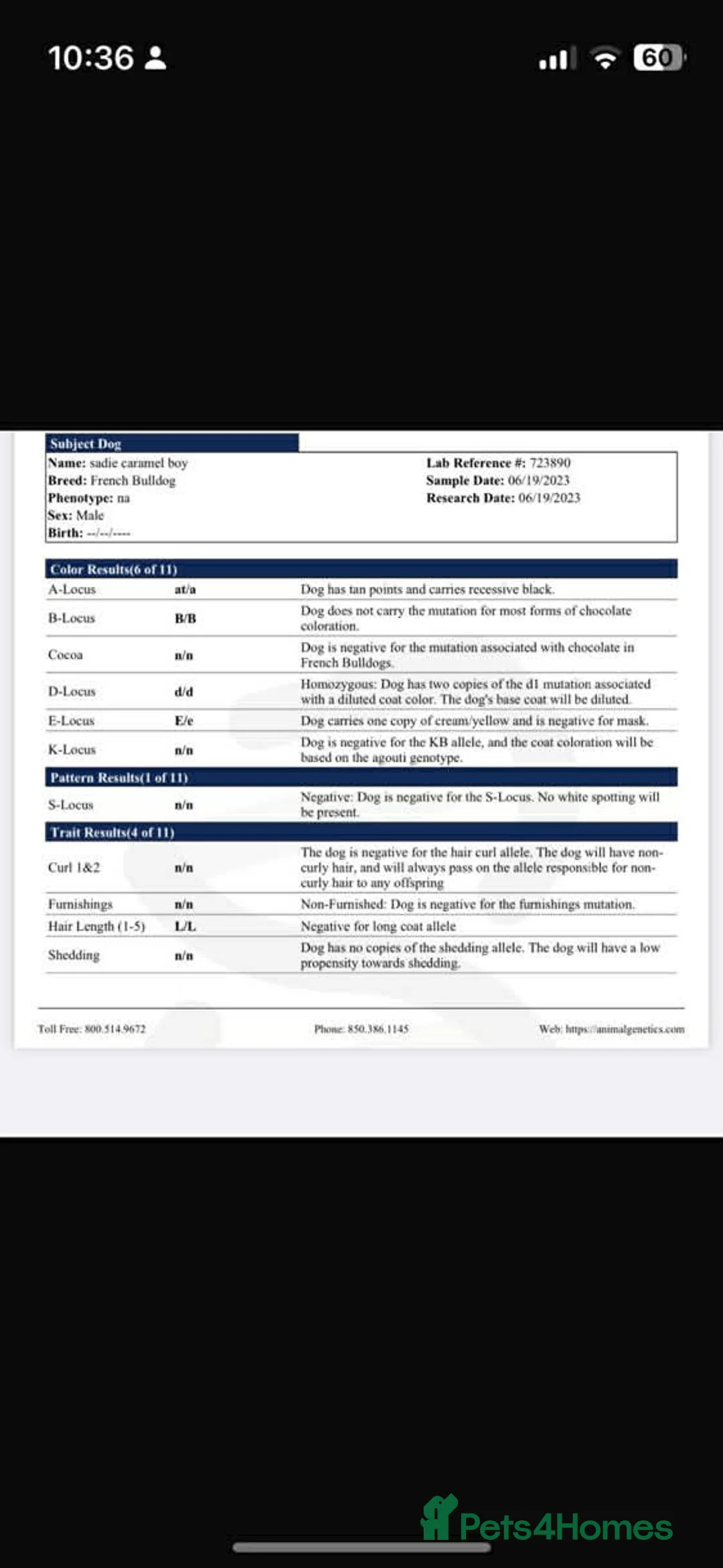 French Bulldog dogs for stud: King pink visual pink and tan proven stud  - Advert 2