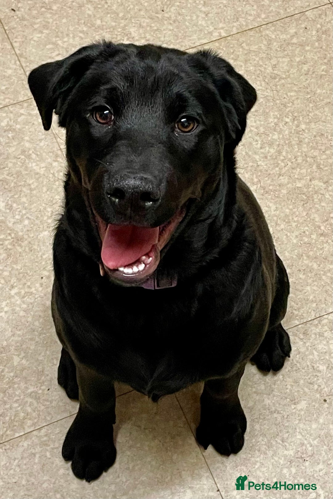 Mixed Breed dogs for sale: 2 beautiful nearly 6 month girls  - Advert 11