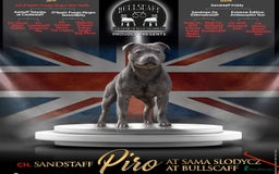 Staffordshire Bull Terrier dogs for stud: DELAMERES BLU THUNDER - Sully in Newton-le-Willows - Image 9