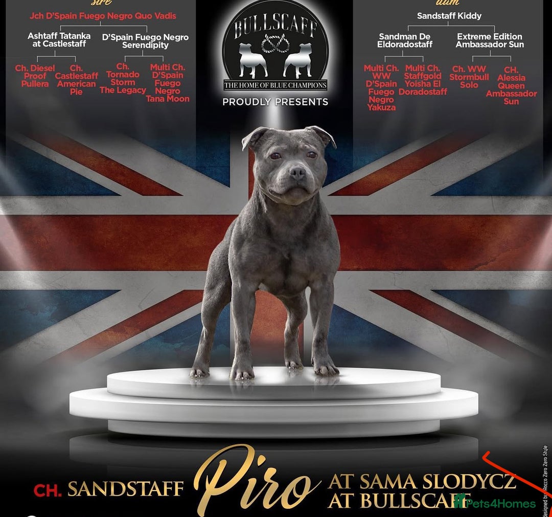 Staffordshire Bull Terrier dogs for stud: DELAMERES BLU THUNDER - Sully in Newton-le-Willows - Image 9