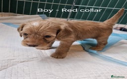 Cockapoo dogs for sale: Beautiful F2 Cockapoo’s for sale £900 - Image 5
