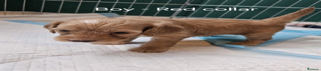 Cockapoo Puppy 1