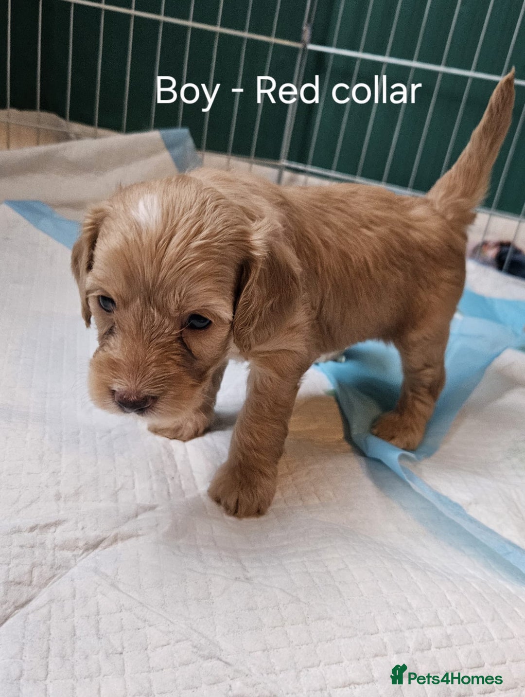 Cockapoo dogs for sale: Beautiful F2 Cockapoo’s for sale £900 - Image 5