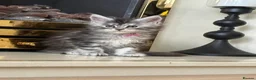 Maine Coon cats for sale: Beautiful Maine coon babies - Advert 14