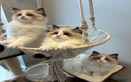 Ragdoll cats for sale: Gorgeous Ragdoll Kittens - Royal Raggies - Advert 1