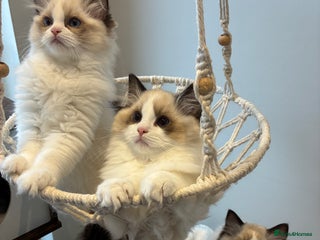 Ragdoll cats Gorgeous Ragdoll Kittens - Royal Raggies - Advert 2