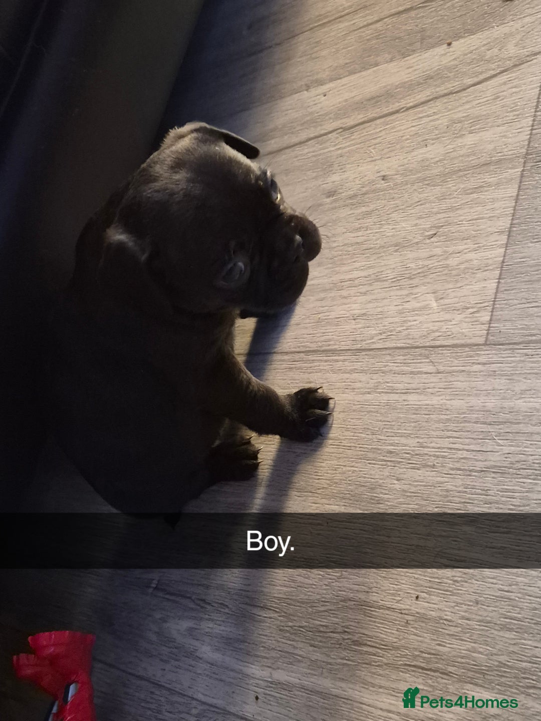 Mixed Breed dogs for sale: Frenchie X Alapaha  - Image 9