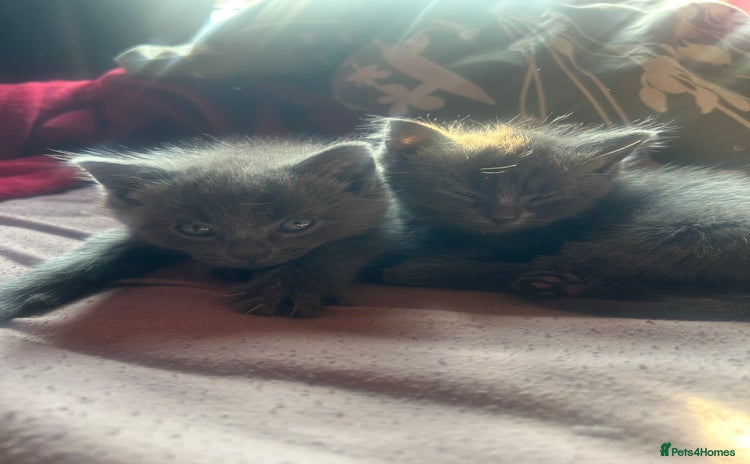 Ragdoll cats - Advert 2