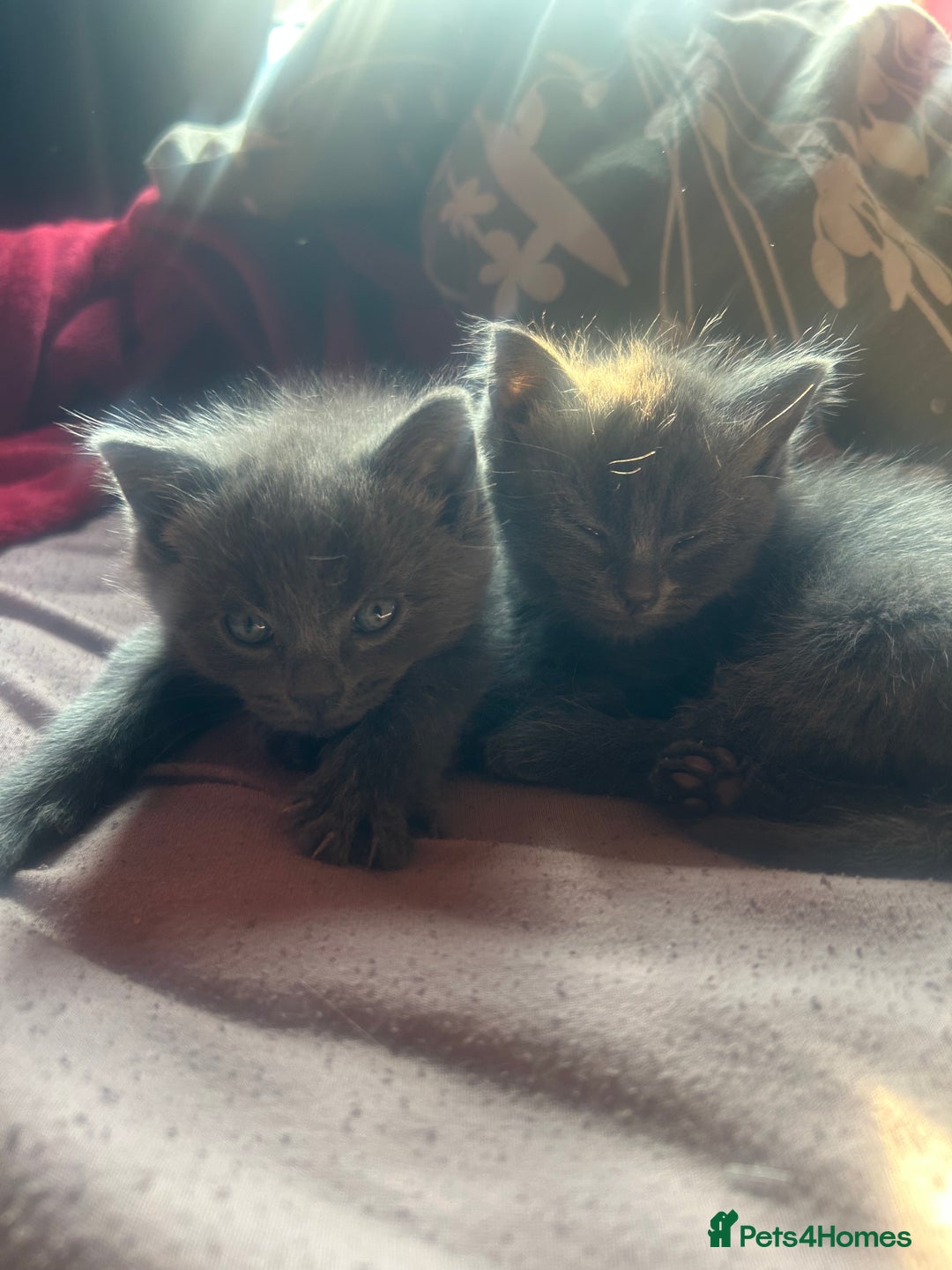 Ragdoll cats for sale: 2 adorable 1/4 ragdoll kittens available  - Image 1