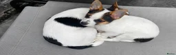 Mixed Breed dogs for sale: 3 Small Mixed breed puppies  in Manchester - Advert 23