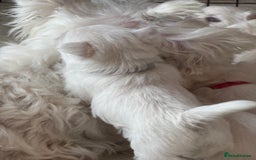 West Highland Terrier dogs for sale: KC West Highland Terrier - Image 20