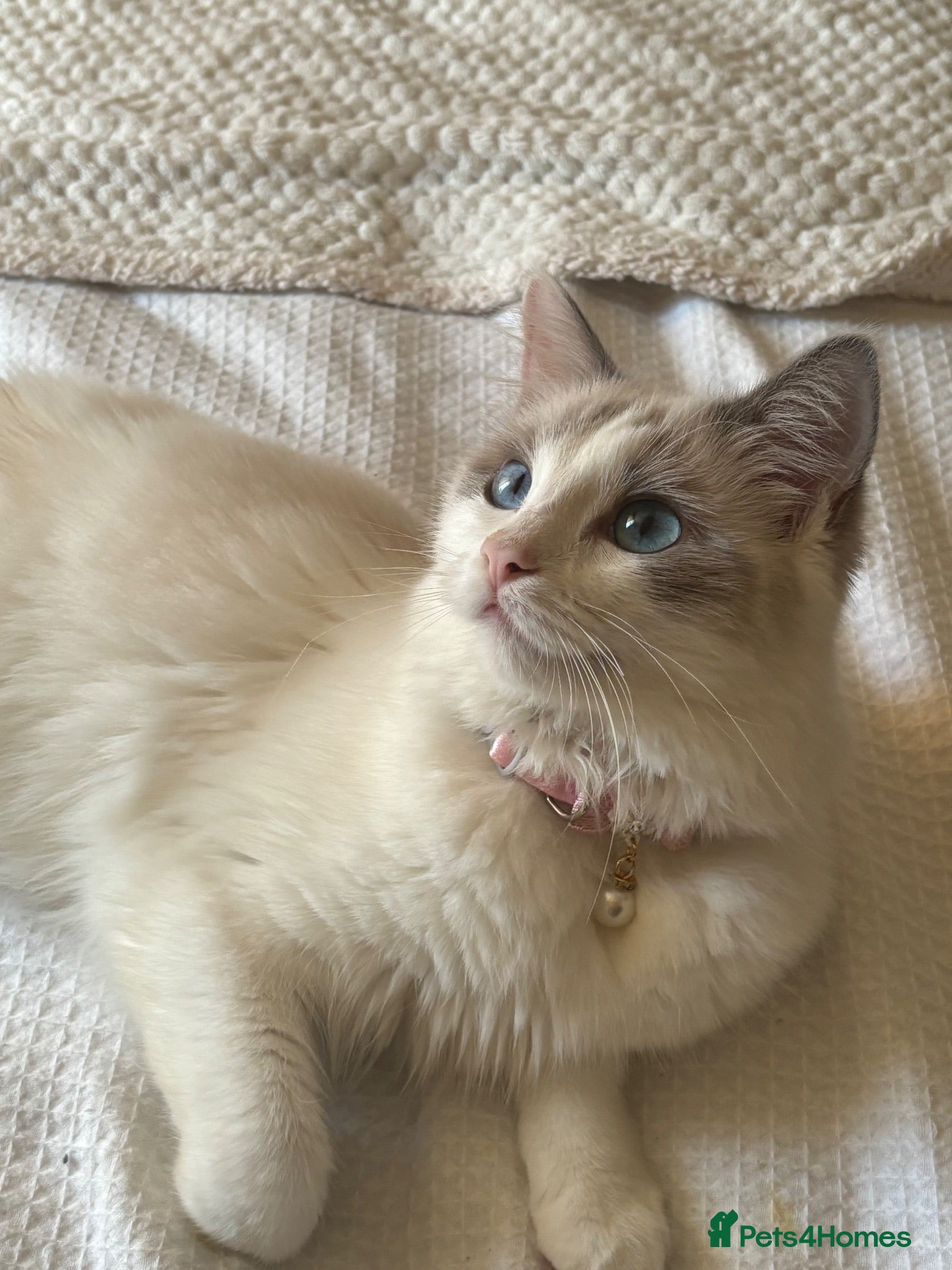 Ragdoll cats Fluffy Ragdoll-Mix Kitten  - Advert 1