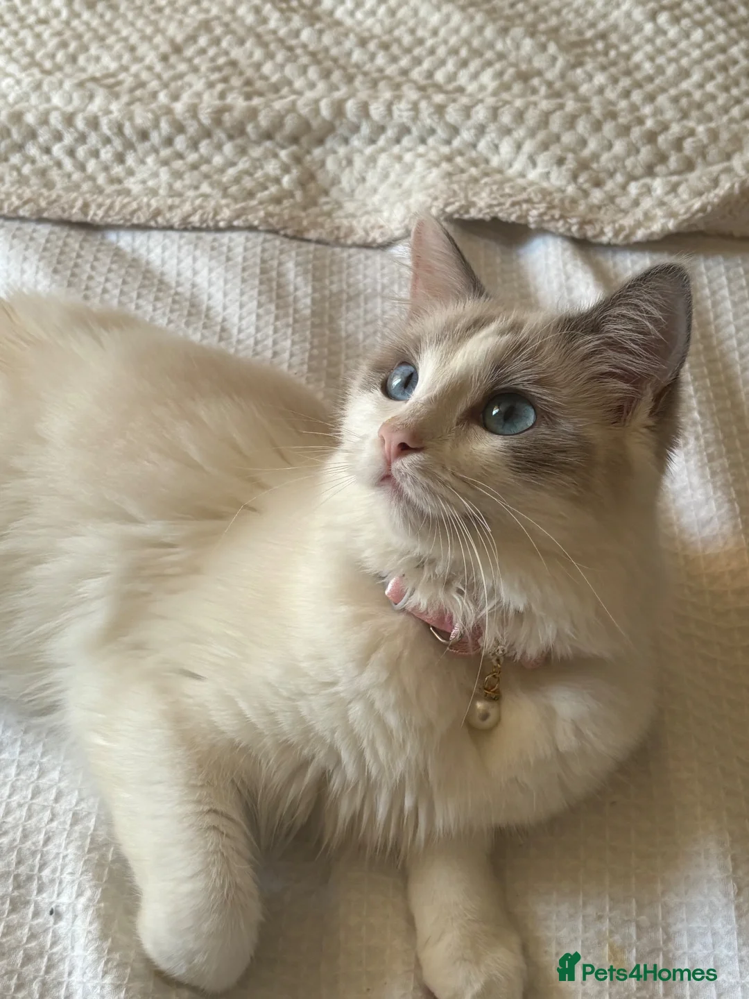 Ragdoll cats for sale: Fluffy Ragdoll-Mix Kitten  - Advert 2