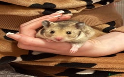 Hamster rodents for sale: Baby hamster - Image 17