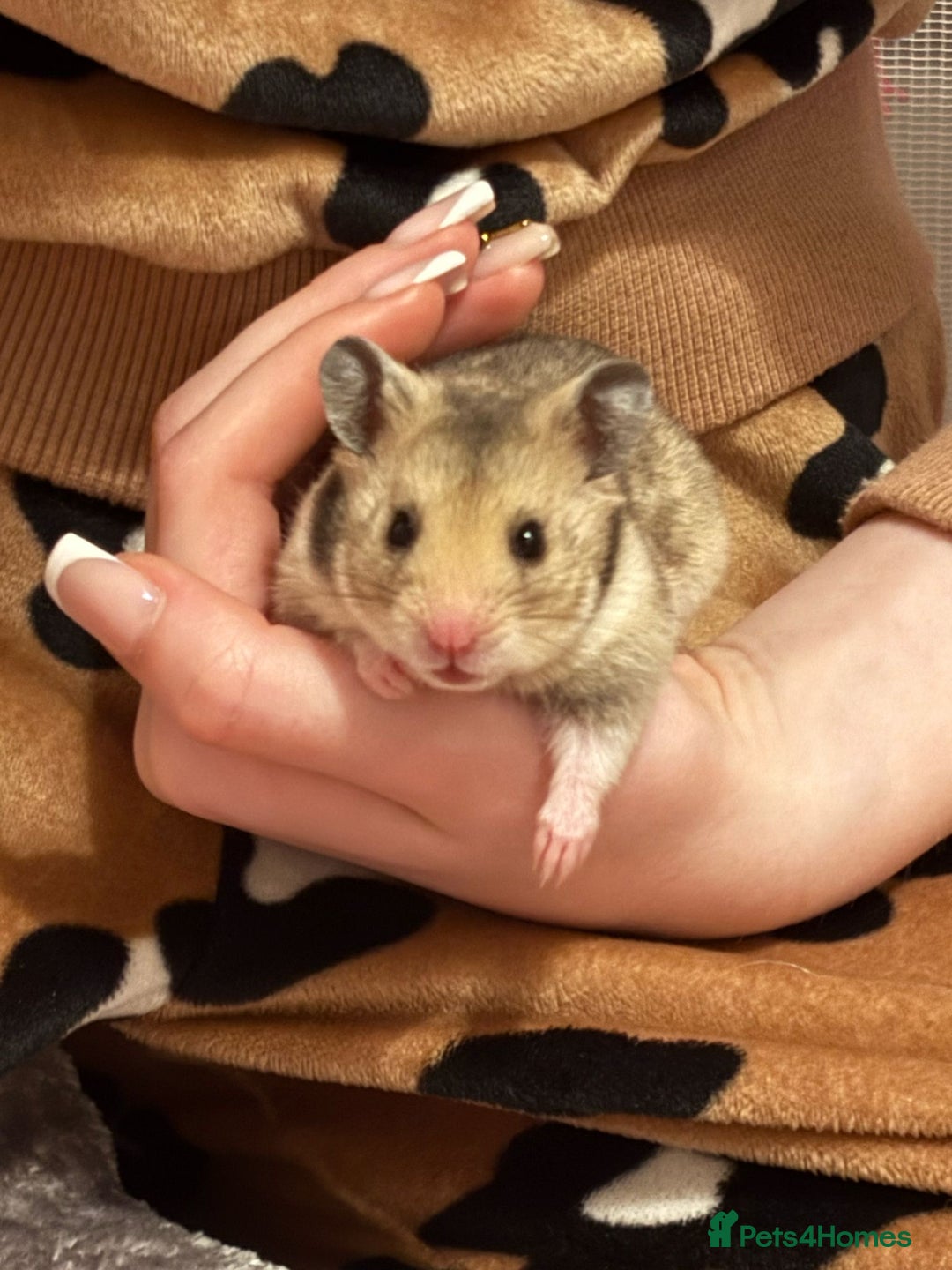 Hamster rodents for sale: Baby hamster - Image 17