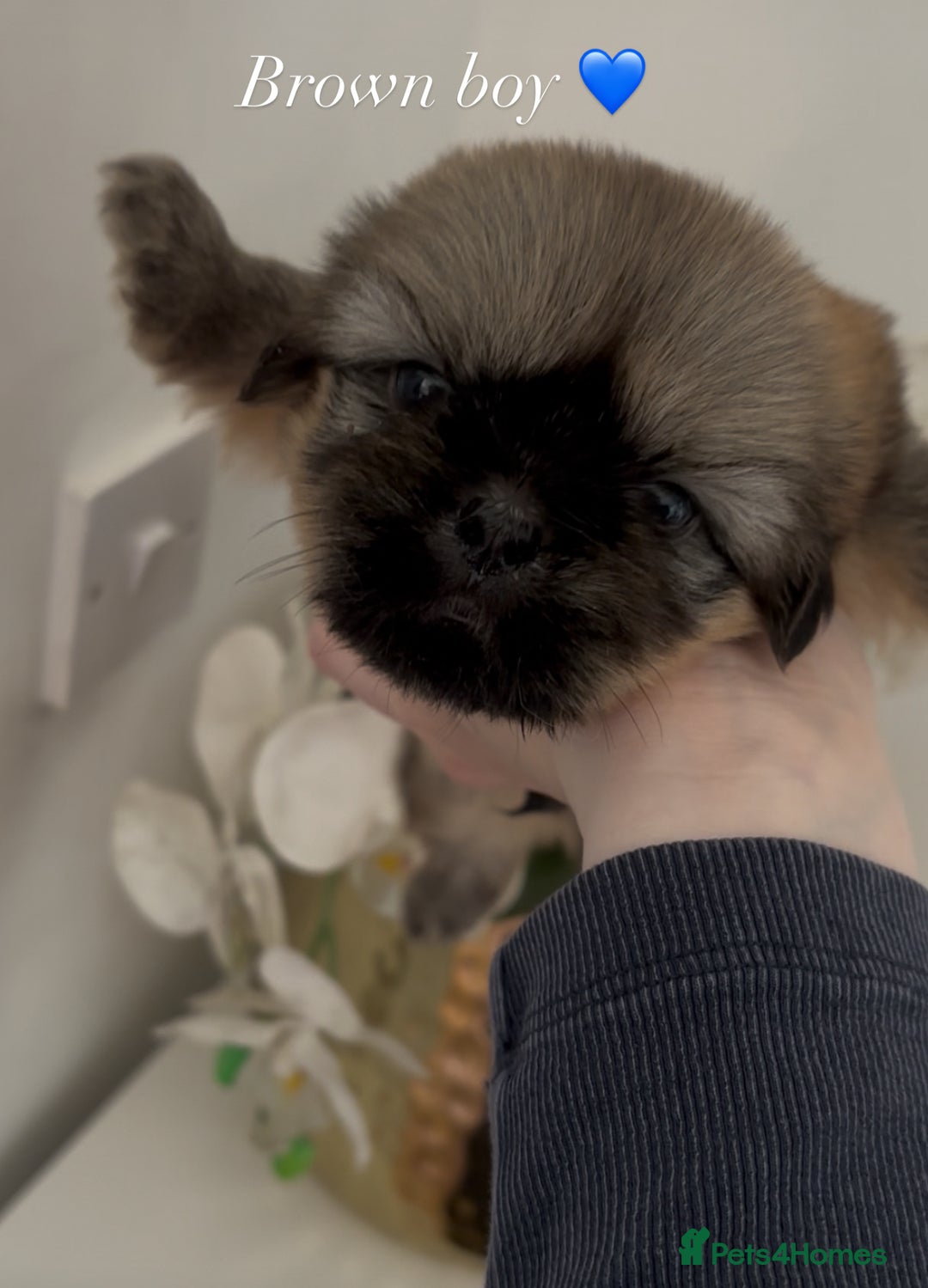 Shih Tzu dogs for sale: 4 shih tzu puppies for sale  - Image 13