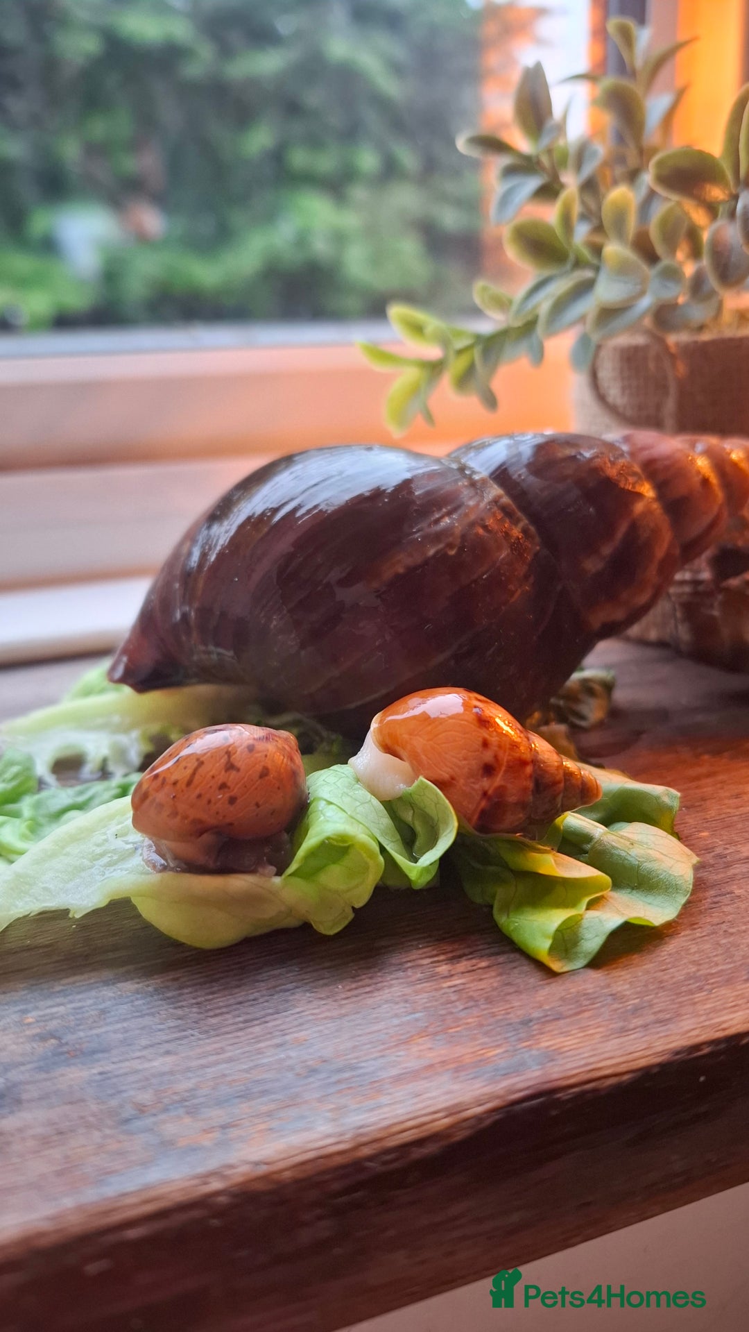 Snails invertebrates for sale: Giant african land snails Lissachantina Fulica - Image 6