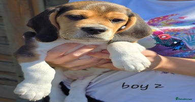 Beagle dogs in New Malden - Advert 13