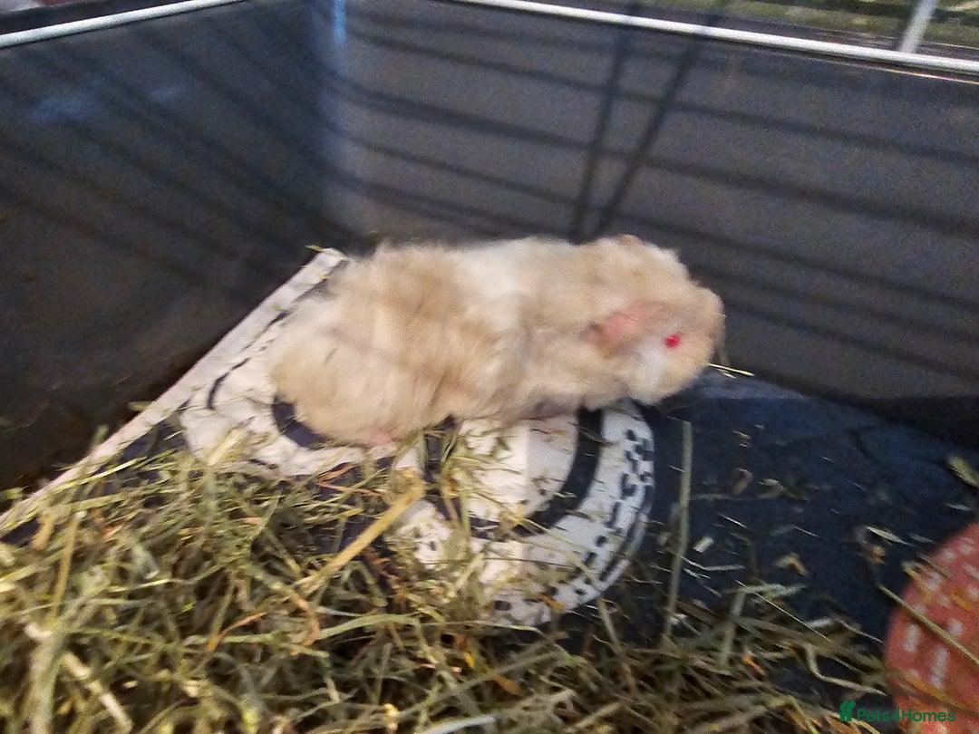 Guinea Pig rodents for sale: 3 Adorable Lunkarya available  - Image 7