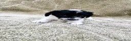 Jackapoo dogs for sale: Jackpoo puppies  - Advert 24