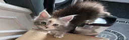 Maine Coon cats for sale: STUNNING MAINE COON KITTENS  - Advert 30