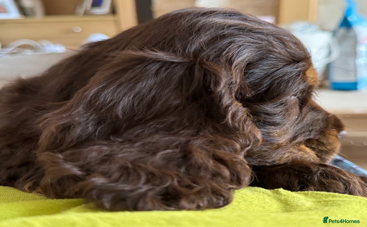 Cocker Spaniel dogs - Advert 10