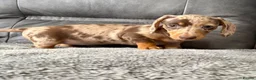 Miniature Dachshund dogs for sale: Beautiful Dapple Dachshund Puppies – Leo & Nala - Advert 3