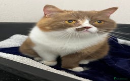 British Shorthair cats for sale: Cinnamon and White British Shorthair - Image 4