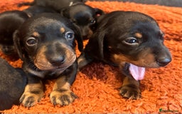 Miniature Dachshund dogs for sale: Miniature daschunds  - Image 10