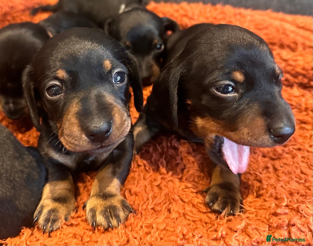Miniature Dachshund dogs for sale: Miniature daschunds  - Image 10