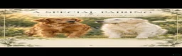 Golden Retriever dogs for sale: Stunning Duel puppies  - Advert 9