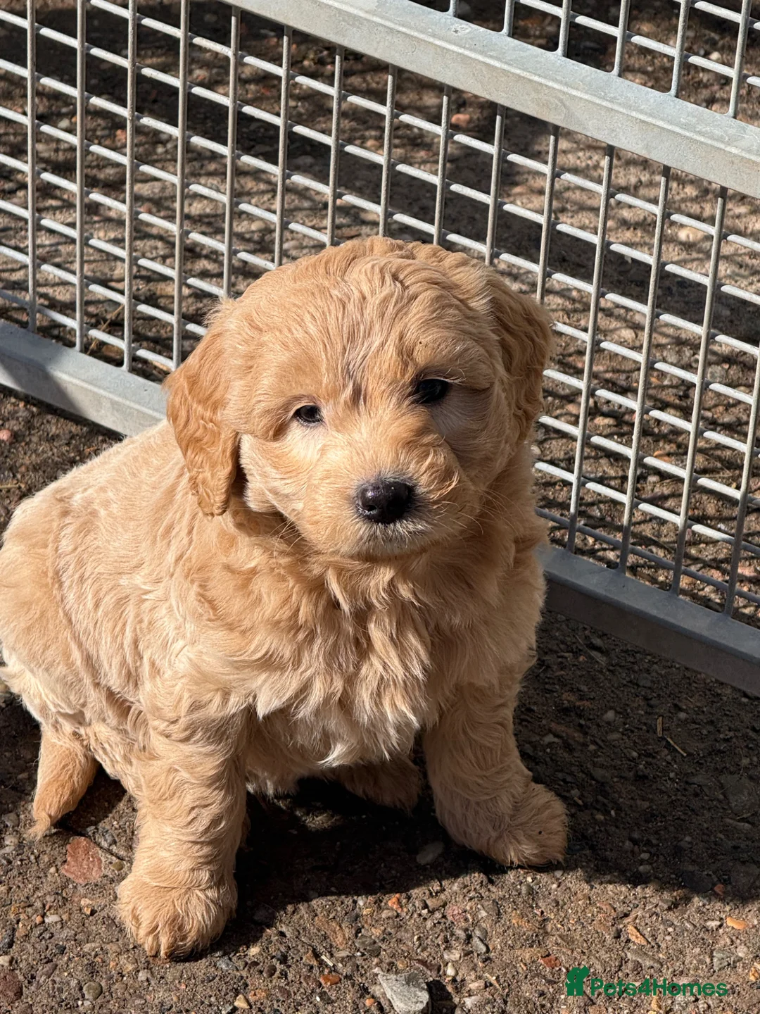 Labradoodle dogs for sale: Cracking F1 Miniature Labradoodles.  - Advert 1