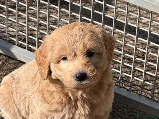 Labradoodle dogs Cracking F1 Miniature Labradoodles. - Advert 5
