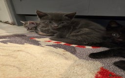 Mixed Breed cats for sale: 5 beautiful kittens looking for their forever home - Image 22