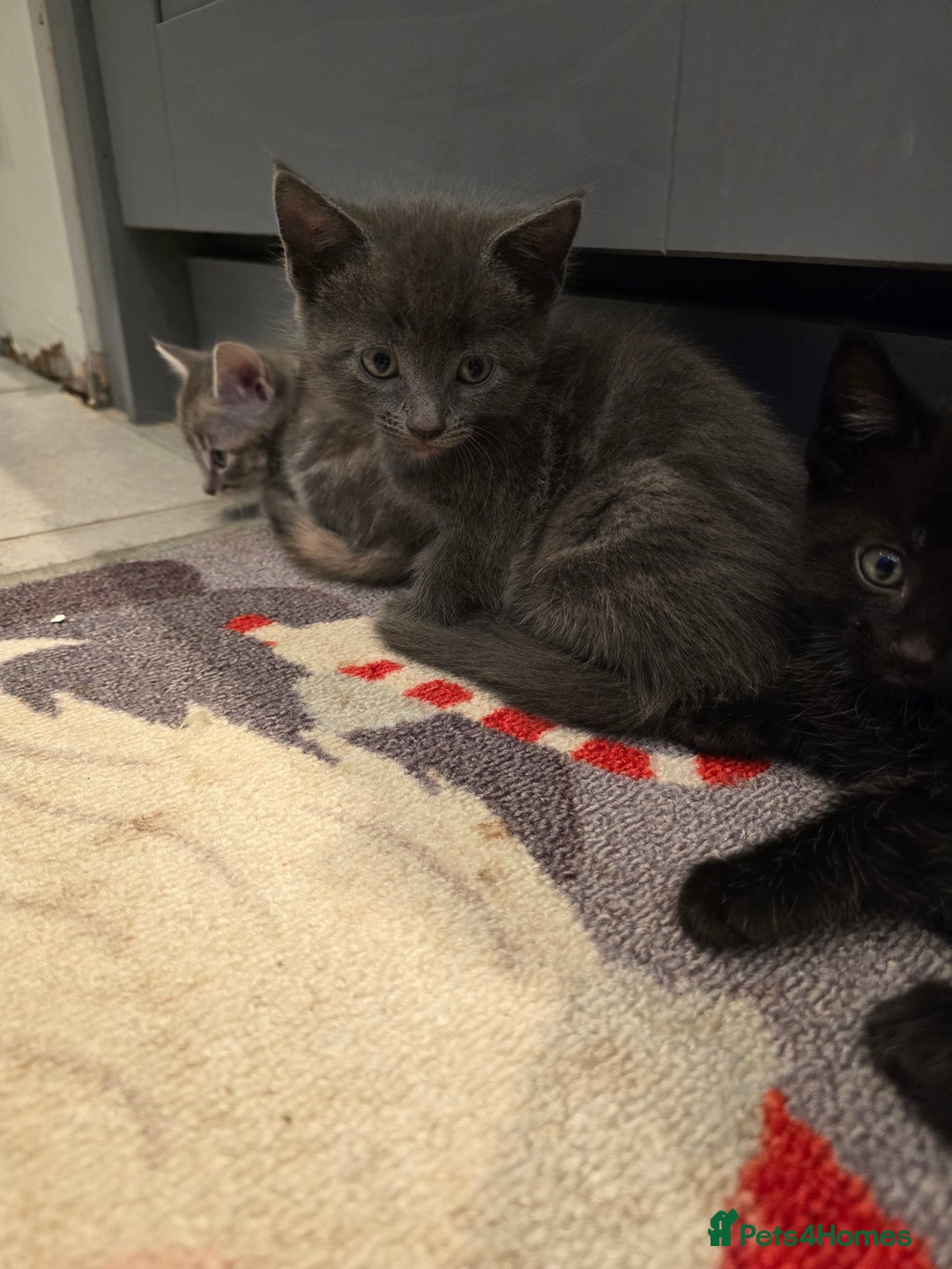 Mixed Breed cats for sale: 5 beautiful kittens looking for their forever home - Image 22