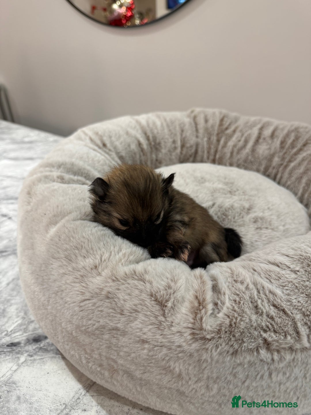 Pomeranian dogs for sale: Teddy Bear Pomerians  - Advert 5