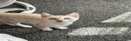 Bengal cats for sale: Snow Bengal with accessories  - Advert 2