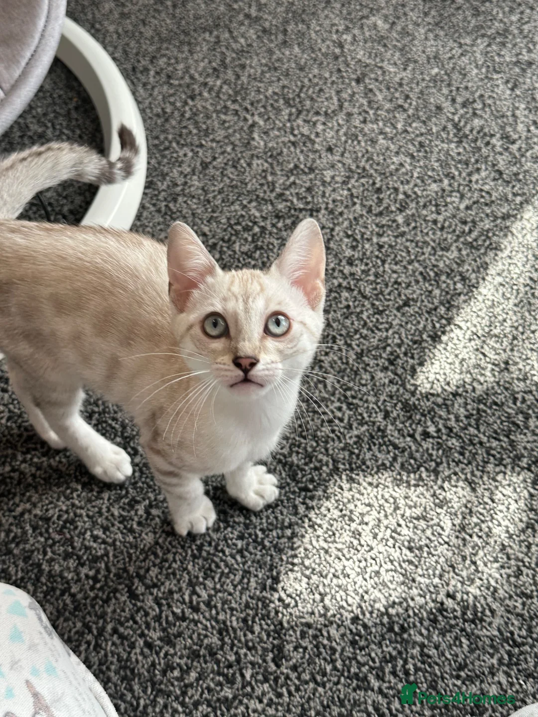 Bengal cats for sale: Snow Bengal with accessories  - Advert 2
