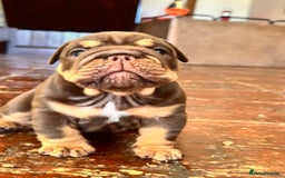 English Bulldog dogs for sale: English bulldogs  - Image 1