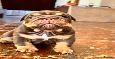 English Bulldog dogs - Advert 12