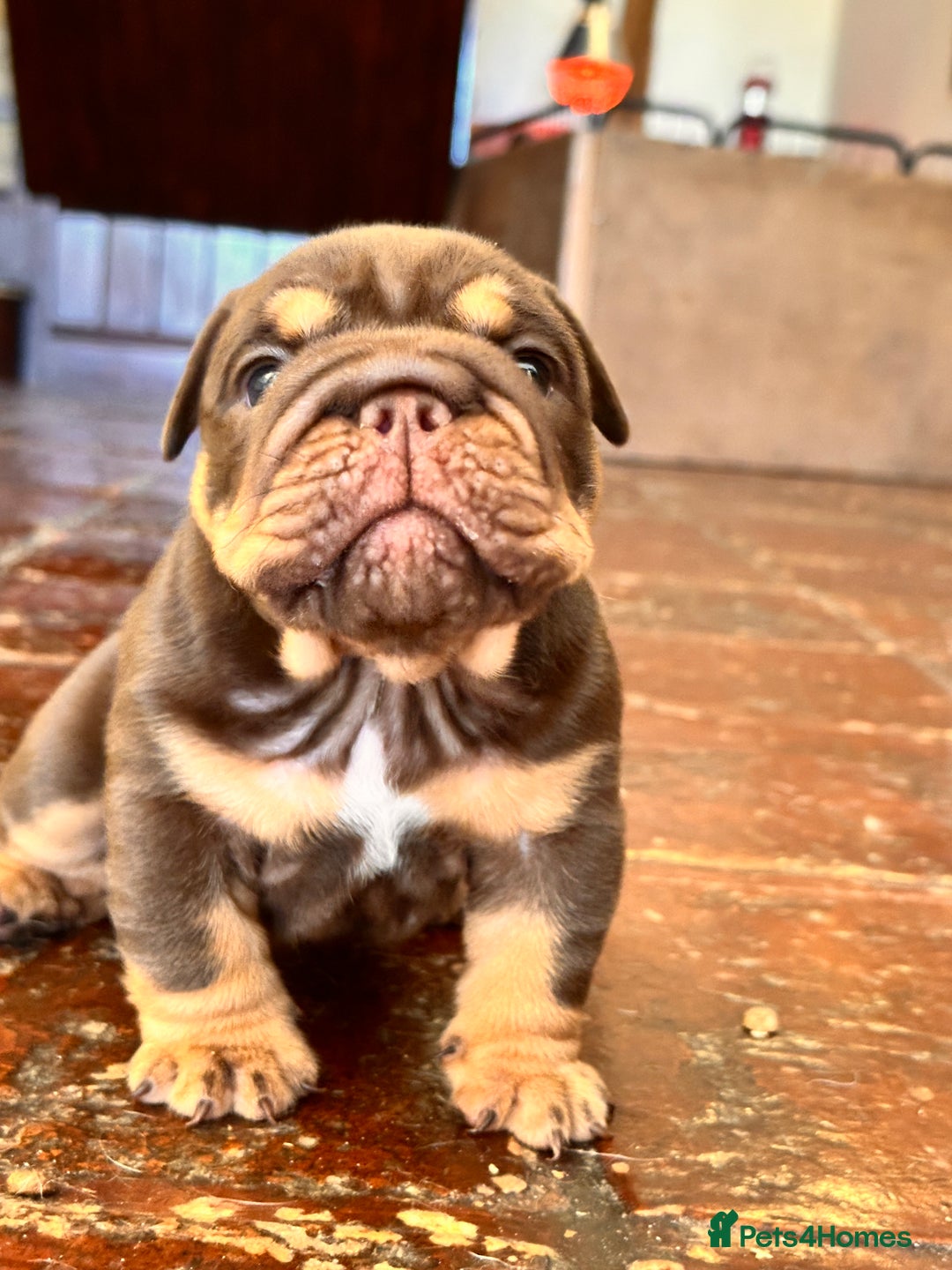 English Bulldog dogs for sale: English bulldogs  - Image 1