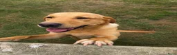 Labrador Retriever dogs for sale: Labrador Puppies - Advert 1