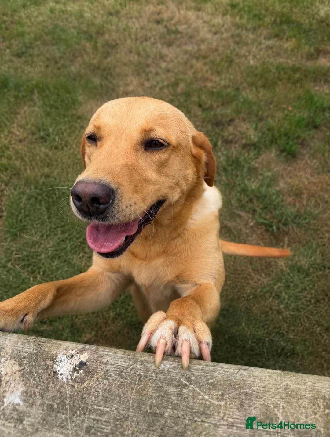 Labrador Retriever dogs for sale: Labrador Puppies - Advert 1