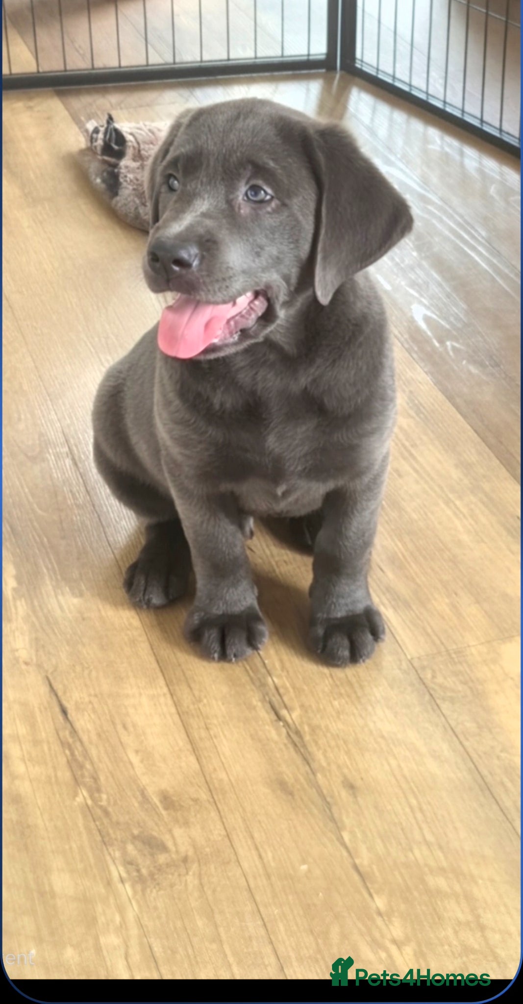 Labrador Retriever dogs for sale: ((READY NOW))beautiful silver/charcoal KC pups  - Advert 1