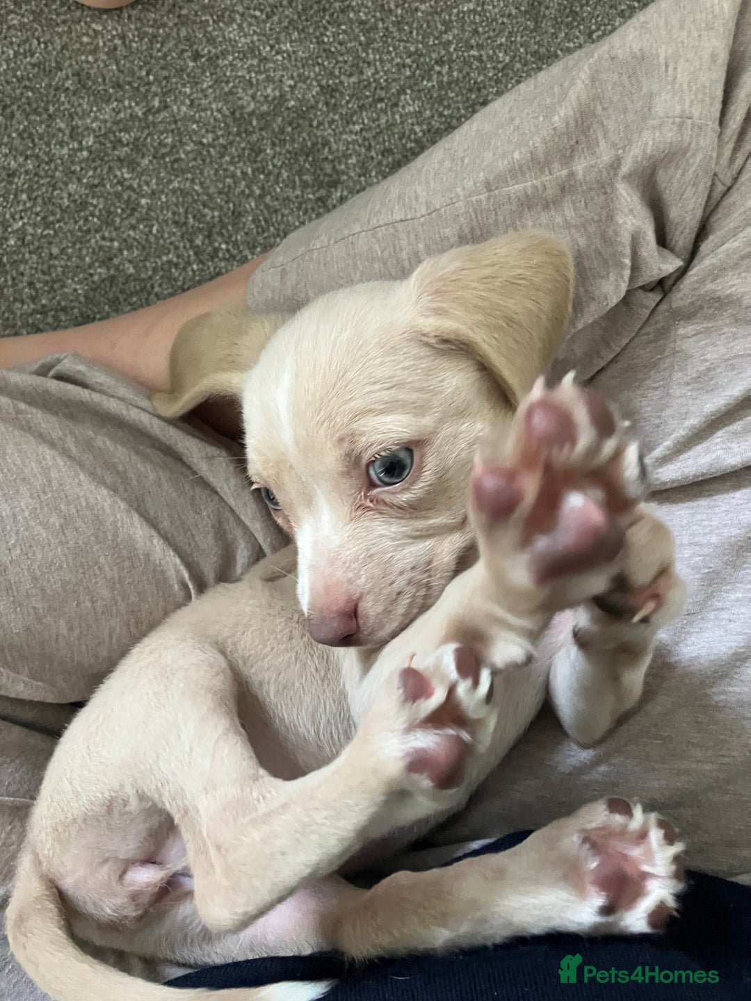 Mixed Breed dogs for sale: Staffy Cocker Spaniel cross Puppy - Image 6