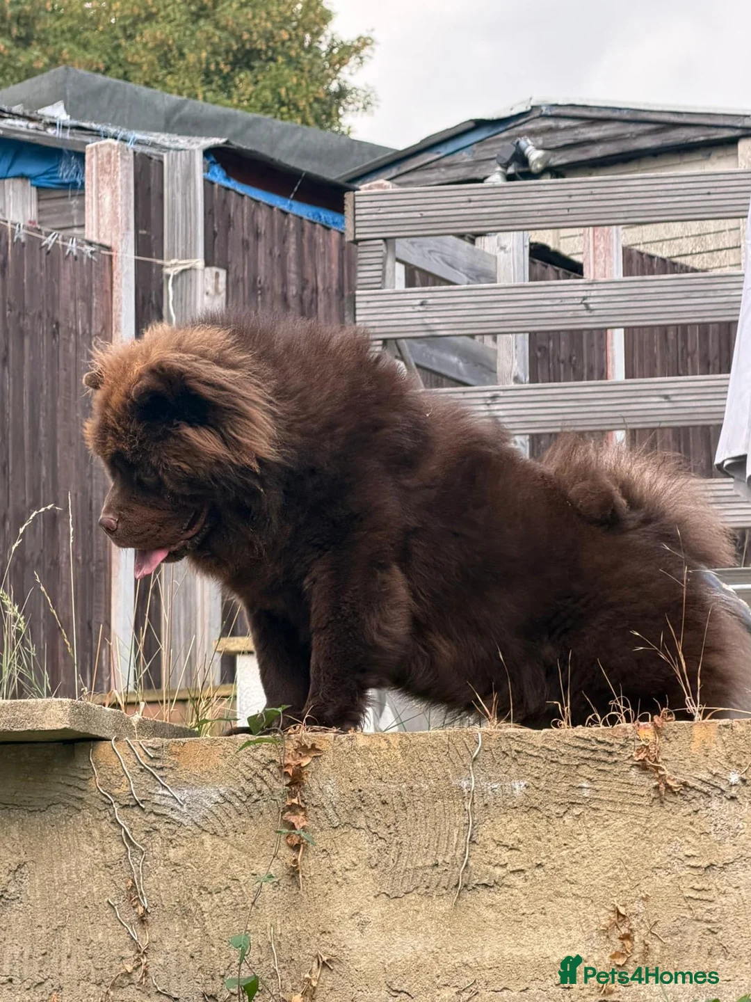 Chow Chow dogs for sale: Chunky chow  - Advert 2