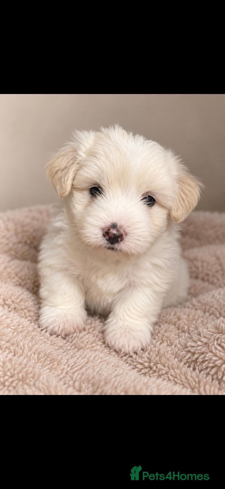 Bichon Frise dogs Bichon Maltese - Advert 18